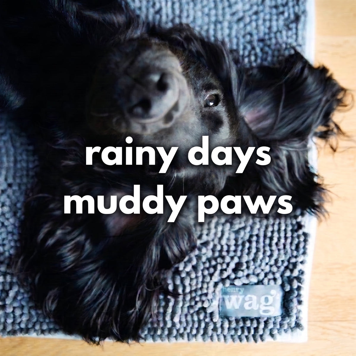 Rainy Days and Muddy Paws