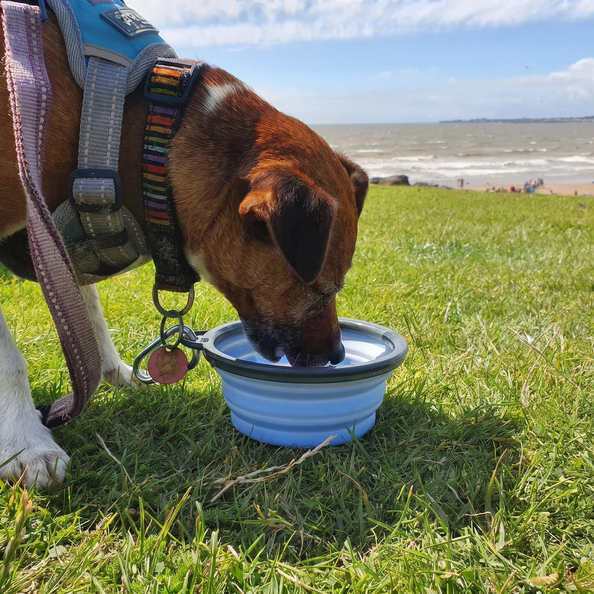 Henry Wag Travel Bowl